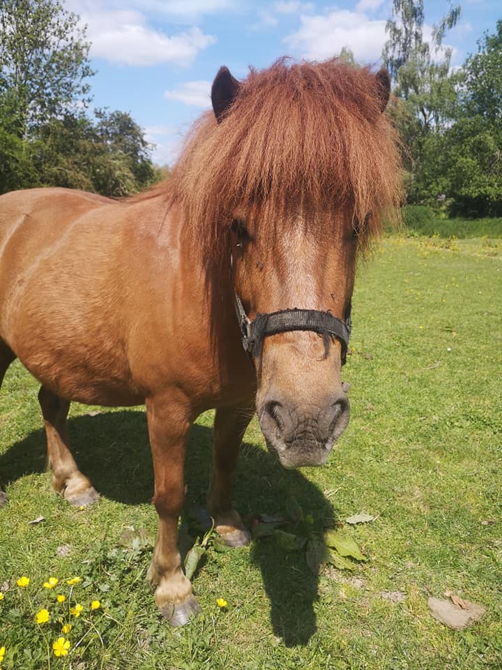 Enfants et poney