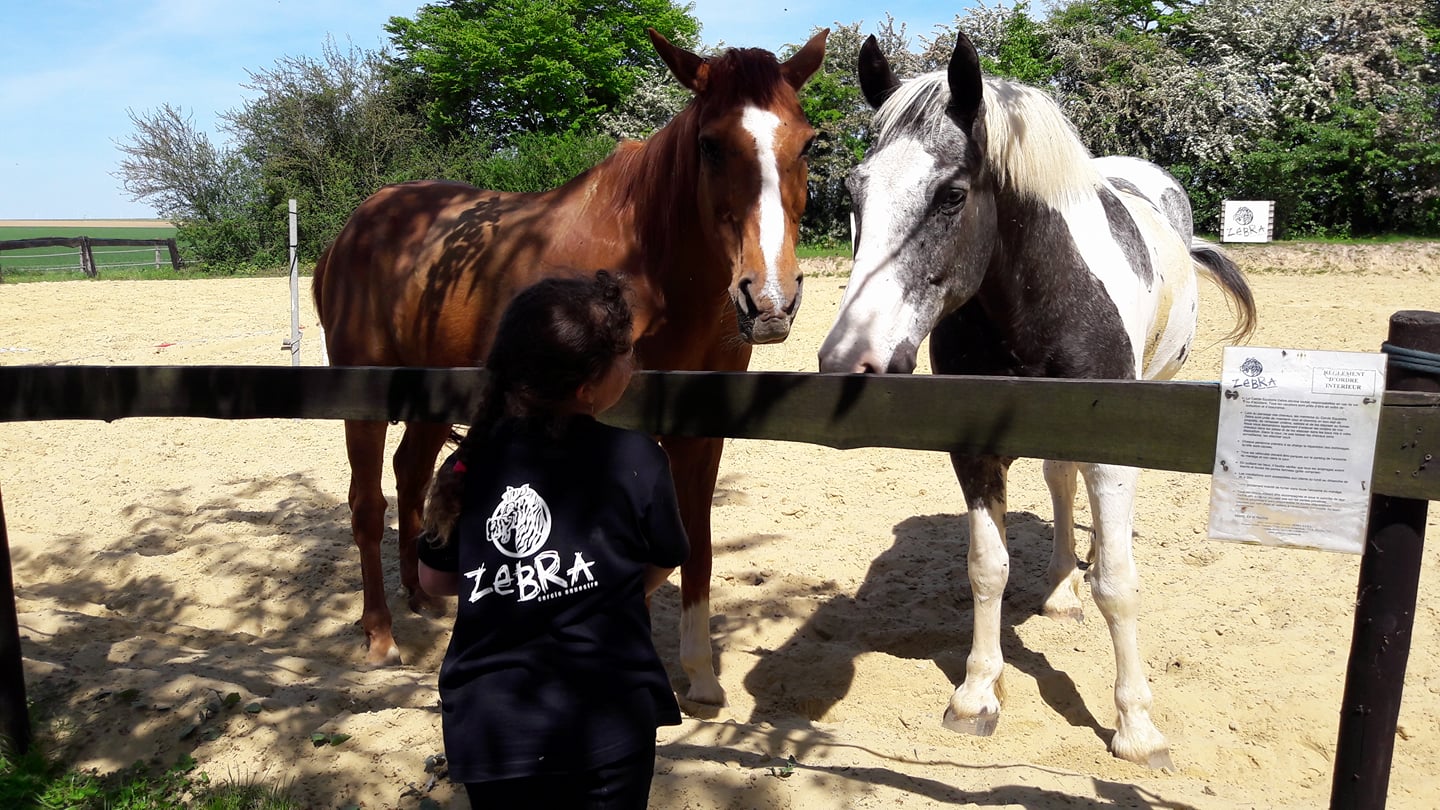 Photo Zebra 7